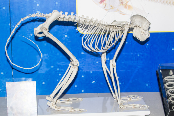 ��˿��Ĺ���