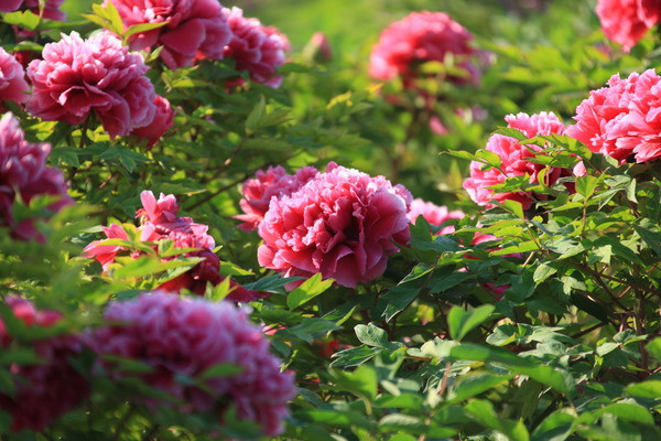 ֲ��԰ĵ��԰