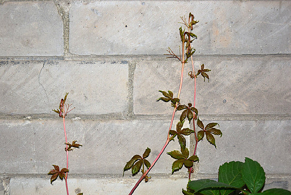 ��ɽ������ѿ