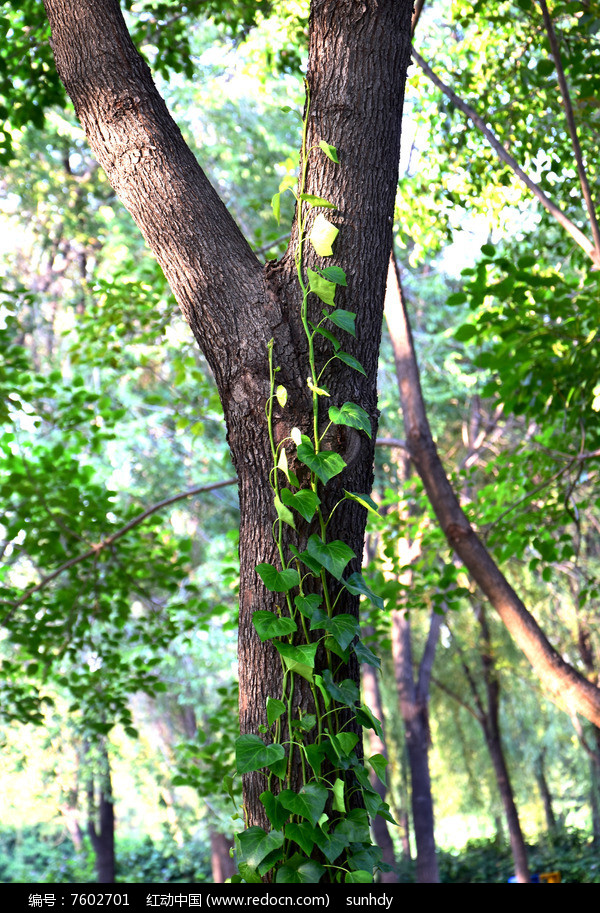树干上攀爬的绿藤高清图片下载
