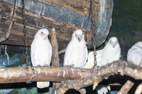 С��ͷ����