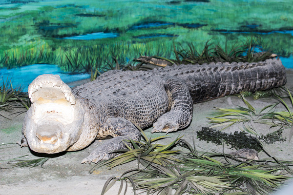 ����ģ��