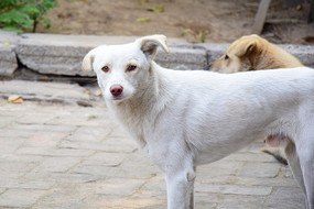 白色的农家土狗图片