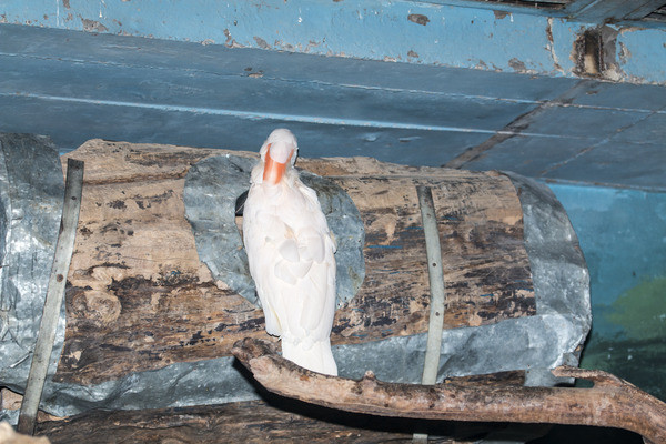 �ȹڷ�ͷ����