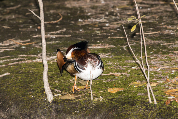 ������ë��ԧ��