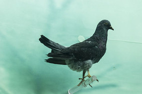 ڸ