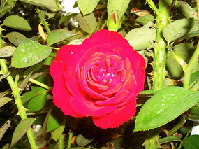 ��ɫ���¼�������ͼ