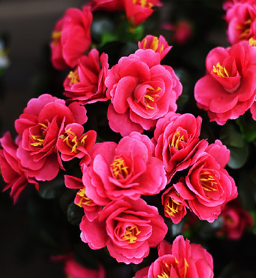 ��ɫ���Ļ�