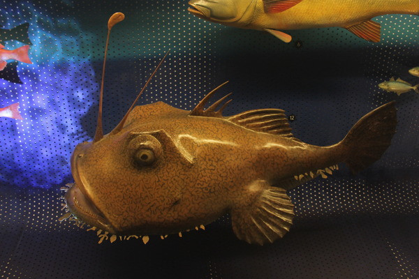 ���c�K�걾