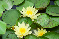 ���ŵĺɻ�����ͼ