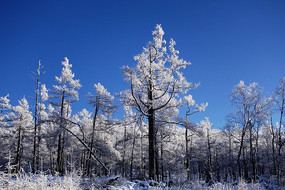 �ֺ�ѩԭ��ڡ