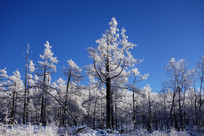 �ֺ�ѩԭ��ڡ