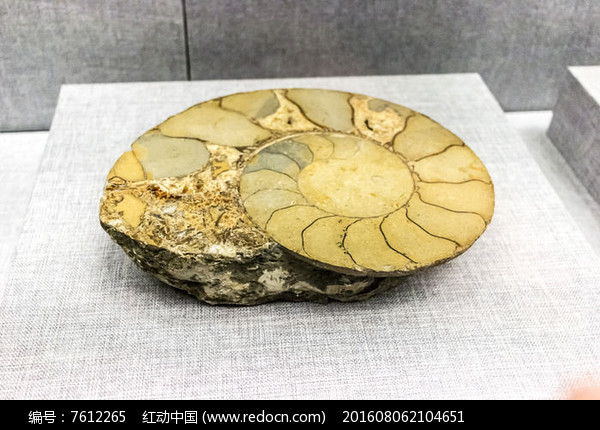 鹦鹉螺化石图片