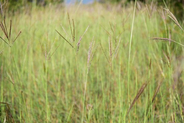 ��ɫҰ�ݴ�Ұ��