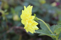 �����ջ�