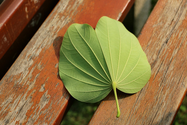 ľ���ϵ���Ҷ