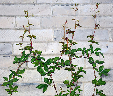 ��ɽ������ѿͼƬ