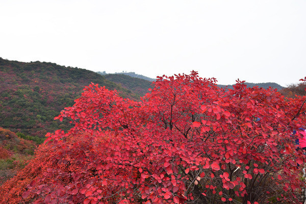 Ư���ĺ���Ҷ