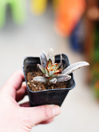 �����ѷ���