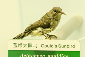 ̫