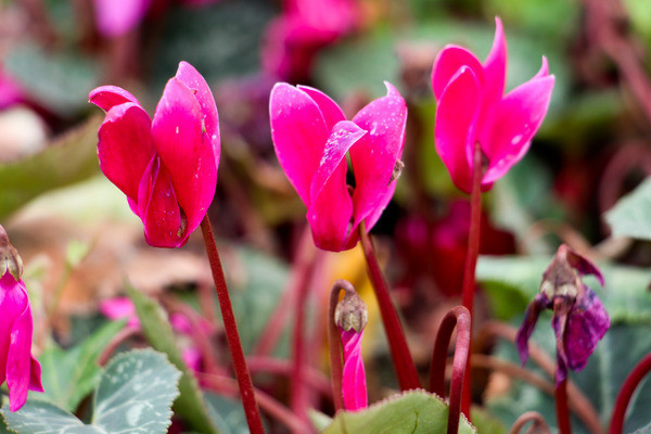 �ﺣ�Ļ���д