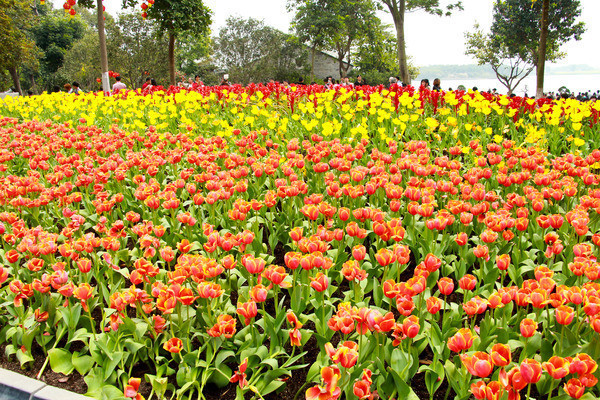 �����㻨��