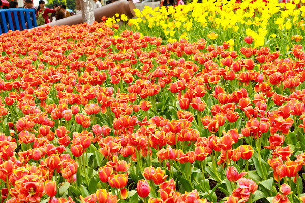 ������ ����