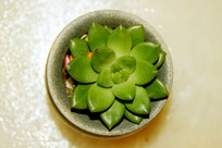 ֲ����⸩��