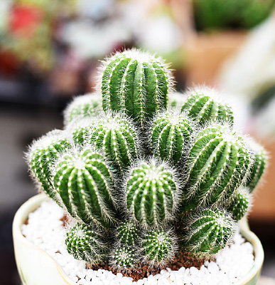 �׺�������