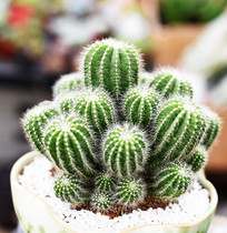 �׺�������