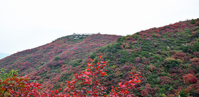 ��ɫɽ���＾����ͼƬ