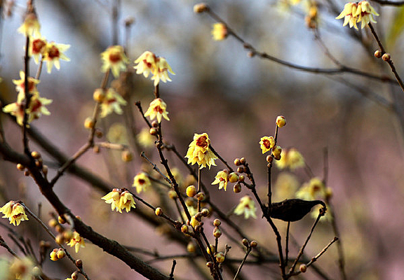 ����Ļ���