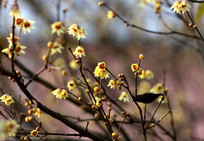 ����Ļ���