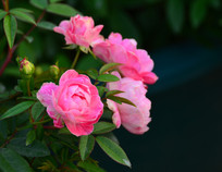 ������õ�廨