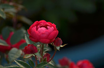 ��õ�廨��ͼƬ