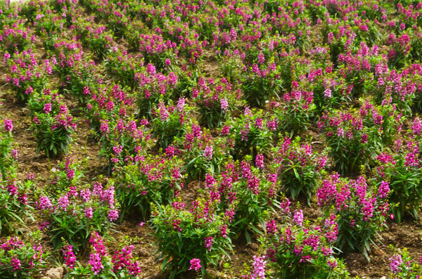 ��ɫ޹�²ݻ���ͼ