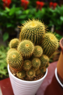 ��ë������