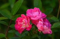 ������õ�廨