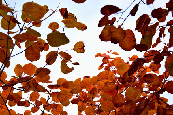 ��Ȼ��������