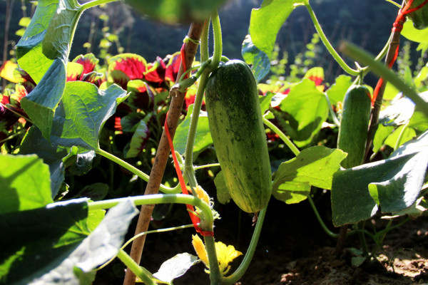 ����ϵĻƹ�