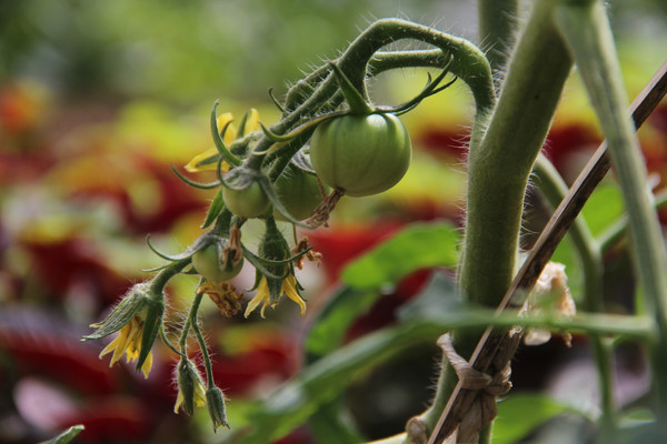 ����ϵ�������