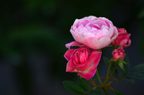 һ��õ�廨��дͼƬ