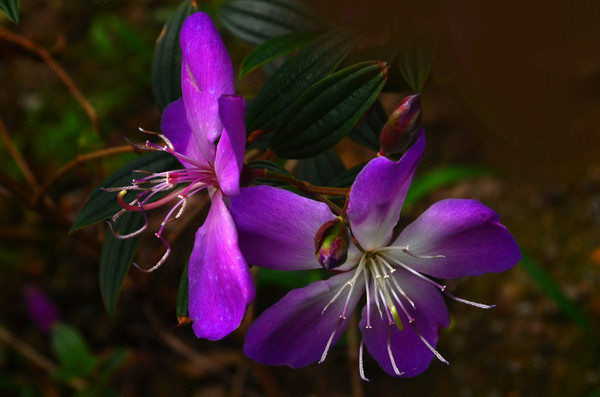 ��ɫҰ����