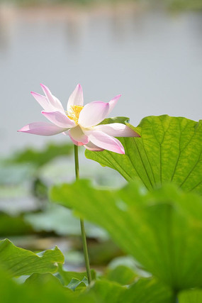 �ɻ���Ҷ�羰ͼƬ