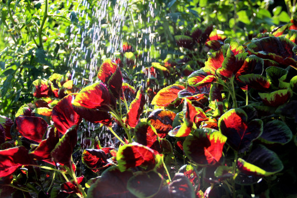 ��ˮ���Ȳ�