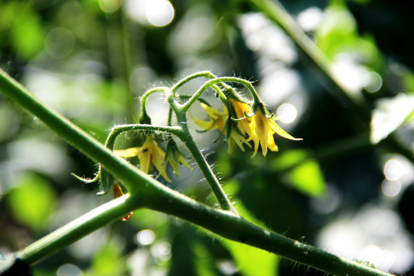 ��Ҷ������