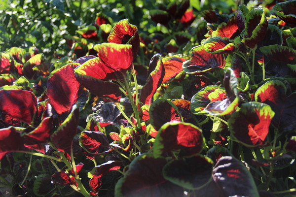  �����µ��Ȳ�