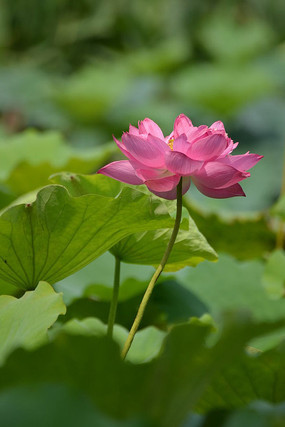 һ�������ĺɻ���дͼƬ