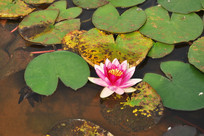 ԰��԰����������