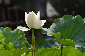 �������羰ͼƬ